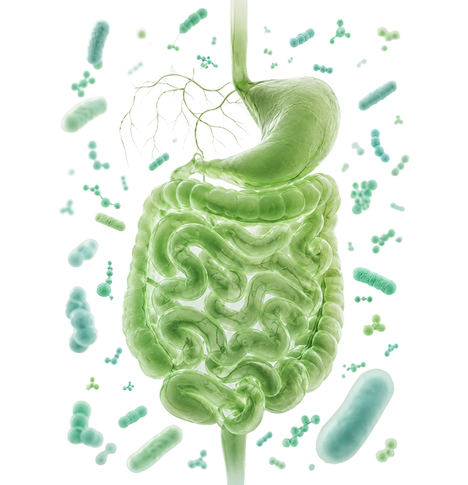 Microbiome Image